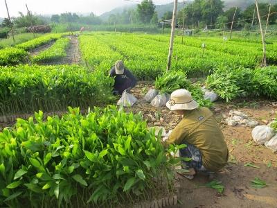 Giá gỗ nguyên liệu tăng, nông dân đầu tư trồng rừng kinh tế