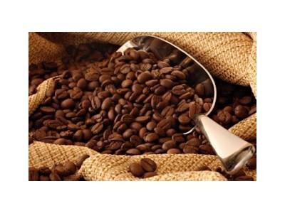 Giá cà phê trong nước ngày 01/10/2015 giảm trở lại 400 ngàn đồng/tấn