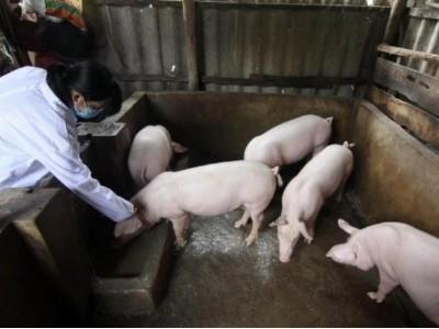 Ngăn chặn dịch lợn tai xanh từ Campuchia