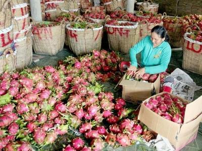 Hỗ trợ nhà nông liên kết sản xuất