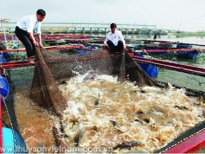 Bí kíp nuôi cá lồng trên sông hồ chứa