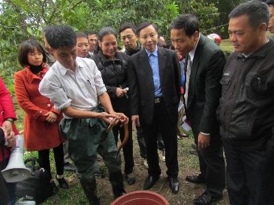 Triển khai mô hình nuôi thâm canh lươn đồng