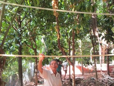 Các bon thấp, hiệu quả cao