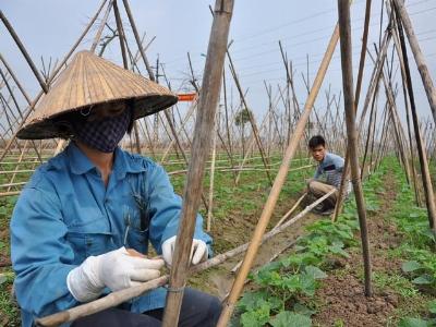 Hà Nội đã có 1.000ha rau an toàn