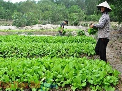 Làng rau trái vụ