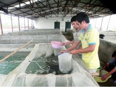 Sản xuất Thủy sản Bắc Ninh phát triển bền vững