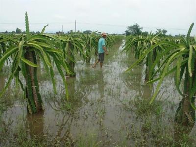 Mưa lũ gây ngập úng thanh long