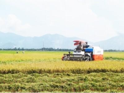 Nông dân khó chủ động thu hoạch lúa