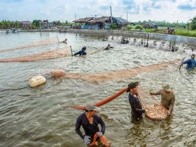 Đời sống khấm khá, nông dân đi du lịch bằng ô tô riêng