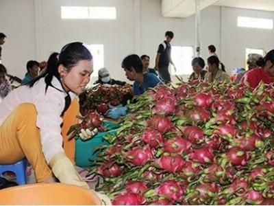 Trái cây Thái mượn Việt Nam tiến vào Trung Quốc