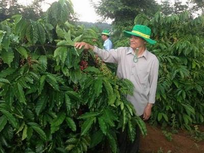Bón phân hợp lý người trồng cà phê tăng thu nhập