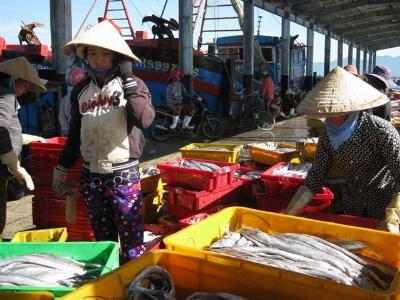 Các tàu cá của ngư dân Khánh Hòa trúng đậm cá hố