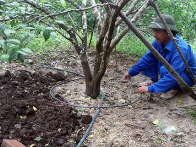 Tưới nhỏ giọt ở đất chảo lửa cây khỏe, người cũng khỏe