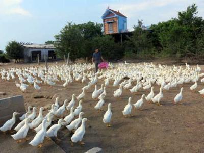 Làm trang trại tổng hợp, nuôi con gì cũng lãi