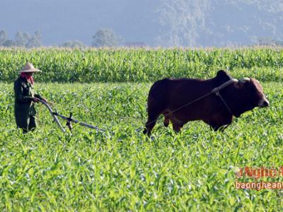 Trồng ngô sinh khối thu lãi 100 triệu đồng/ha