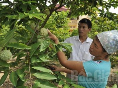 Lãi lớn nhờ bắt na ra quả