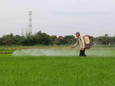 Gạo Việt xuất khẩu sang Mỹ bị trả lại: Mất uy tín nhiều hơn mất tiền