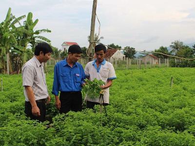 Thu nhập cao nhờ trồng rau bồ ngót