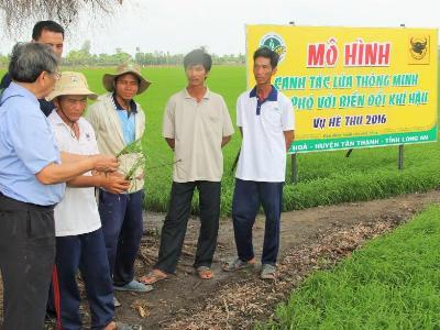 Biến nông dân thành chuyên gia trong canh tác lúa thông minh