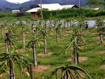 Người tiên phong trồng Thanh long đỏ, lập trại bò trên đất Phong Quang