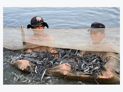 Tăng năng suất cá kèo bằng phương pháp nuôi trên ruộng muối