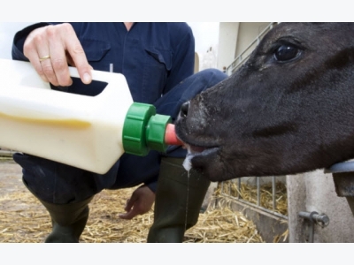 Factors affecting colostrum quality and utilisation