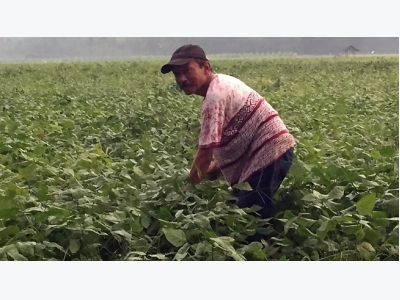Indonesia chiếu xạ tuyển giống đậu nành chịu lụt, kháng sâu rầy