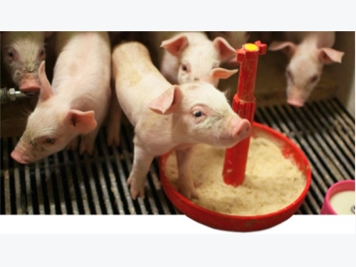 Strategies to control piglet weight variability in the nursery (1/2): farrowing,segregation