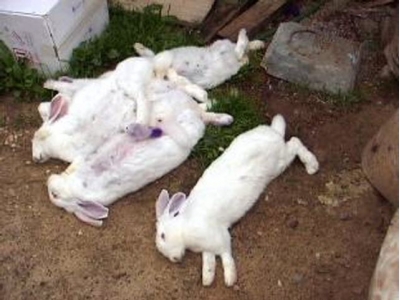 6 bệnh ở thỏ