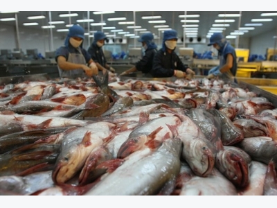 Price of material tra fish surges