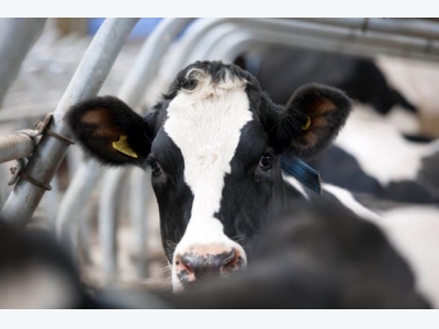 New test for bovine tuberculosis