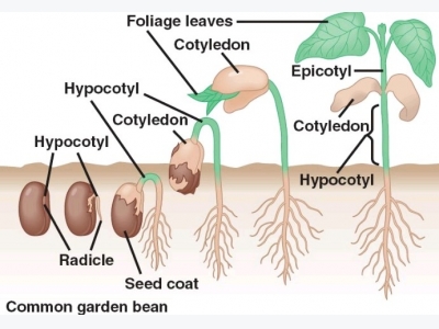 Five ways to increase your seed germination rates