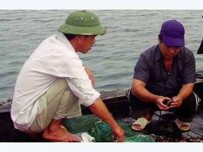 Quảng Nam: Nuôi bào ngư thương phẩm ở Cù Lao Chàm