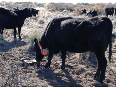 Manage grazing behavior