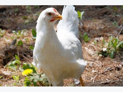 Scientists look at genetics behind chicken weight gain