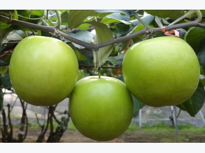 Hướng dẫn trồng và chăm sóc táo ta cho quả sai trĩu