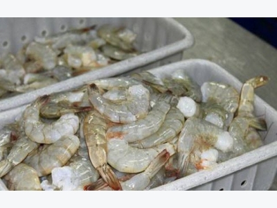 Ecuador shrimp farmer Songa boosts tech, efficiency