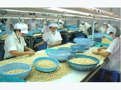 Vietnam remains worlds No 1 exporter of cashews