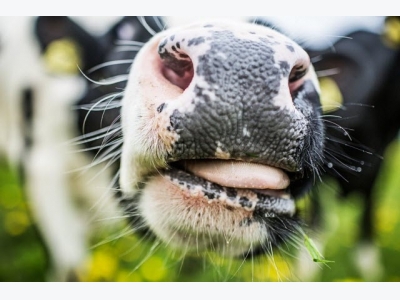 Oregano may reduce methane in cow burps