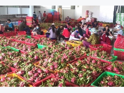 Vietnamese fruit, vegetable exporters seek opportunities in EU