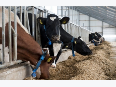 Large cow herd and animal health collide