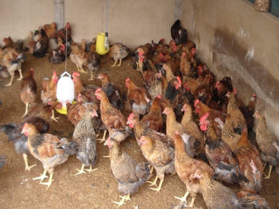 Kỹ thuật chăn nuôi gà thả vườn theo hướng an toàn sinh học - Phần 3