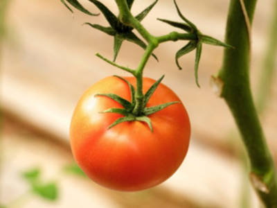 How tomato growers can practice IPM