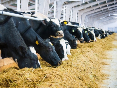 Hành vi của bò thay đổi cho thấy dấu hiệu của sự suy giảm sức khỏe