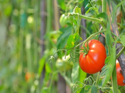 Fertilising tomatoes after planting