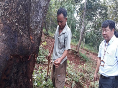 Bình Phước farmers learn new techniques for cashew cultivation