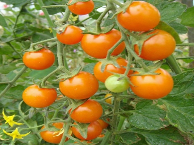 Choosing a tomato variety