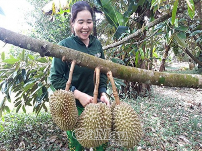 Sầu riêng bén duyên rừng tràm