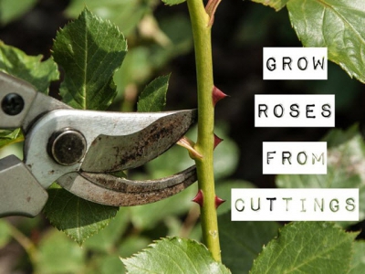 Growing Roses from Cuttings