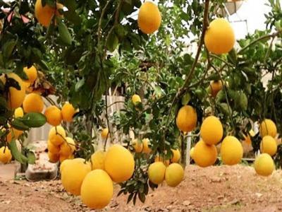 Citrus fruits yield over 50,000 tonnes in Luc Ngan district
